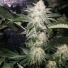 семена конопли для курения Chemdog feminised Green House Seeds
