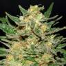 семена конопли марихуаны Chemdog feminised Green House Seeds