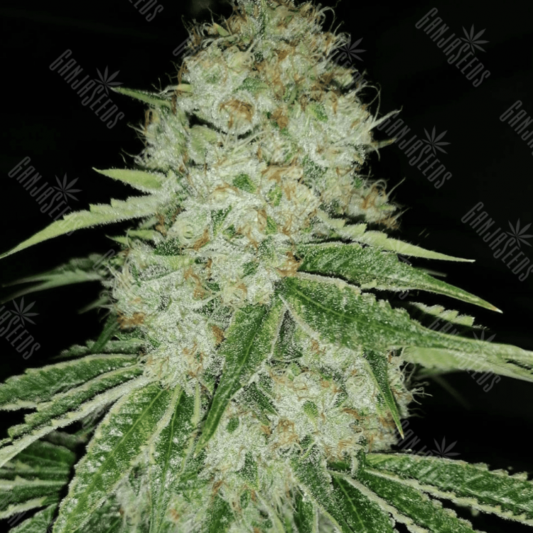 Auto Moscow Blueberry regular Ganja Seeds Auto Moscow Blueberry regular Ganja Seeds
