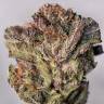 семена конопли дешево Bubba's Gift feminised Humboldt Seeds