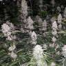 Eleven Roses feminised Ganja Seeds Fast Version Eleven Roses feminised Ganja Seeds Fast Version