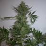 семена конопли сорта сатива AK 47 regular Ganja Seeds семена конопли сорта сатива AK 47 regular Ganja Seeds