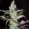 Blueberry feminised Dutch Passion Seeds Blueberry feminised Dutch Passion Seeds