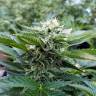 купить семена конопли Chemdog regular Ganja Seeds