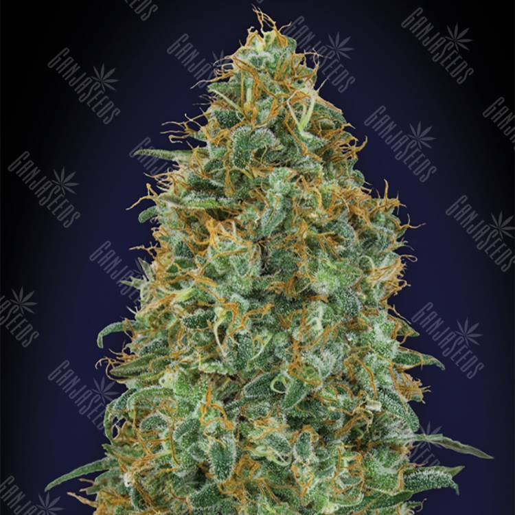 семена конопли индика Blueberry feminised 00 Seeds семена конопли индика Blueberry feminised 00 Seeds