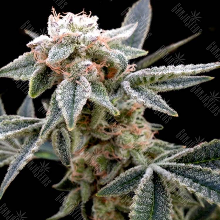купить семена конопли White Alien feminised DNA Genetics купить семена конопли White Alien feminised DNA Genetics