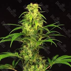 Spicy Bitch feminised Exotic Seed
