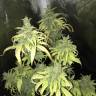 мощные семена конопли Blue Fire feminised Humboldt Seeds мощные семена конопли Blue Fire feminised Humboldt Seeds