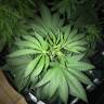 семена конопли в фирменной упаковке Blue Fire feminised Humboldt Seeds семена конопли в фирменной упаковке Blue Fire feminised Humboldt Seeds