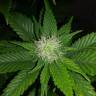 семена сортовой конопли Belladonna feminised Paradise Seeds