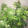 семена конопли дешево купить American Pie feminised Pyramid Seeds семена конопли дешево купить American Pie feminised Pyramid Seeds