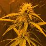 семена конопли гидропоники Botafumeiros feminised Sweet Seeds