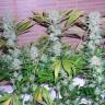 заказ семян конопли Москва Auto Northern Lights regular заказ семян конопли Москва Auto Northern Lights regular