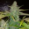 заказ семян конопли Спб Auto Northern Lights regular заказ семян конопли Спб Auto Northern Lights regular
