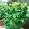 семена культурной конопли купить Auto Northern Lights regular семена культурной конопли купить Auto Northern Lights regular