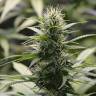 семена конопли дешево White Widow feminised Green House Seeds семена конопли дешево White Widow feminised Green House Seeds