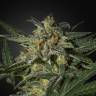 мощные семена конопли White Widow feminised Green House Seeds мощные семена конопли White Widow feminised Green House Seeds