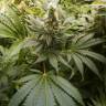 Brainstorm feminised Dutch Passion Seeds Brainstorm feminised Dutch Passion Seeds