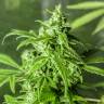 Amnesia feminised Breeders Community Seeds