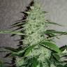 семена конопли аутдор Auto Nefertiti regular семена конопли аутдор Auto Nefertiti regular