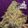 семена конопли в оригинальных упаковках Blue Kush Berry feminised Paradise Seeds семена конопли в оригинальных упаковках Blue Kush Berry feminised Paradise Seeds