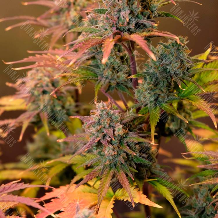 Семена марихуаны Auto Night Queen feminised Ganja Seeds Семена марихуаны Auto Night Queen feminised Ganja Seeds