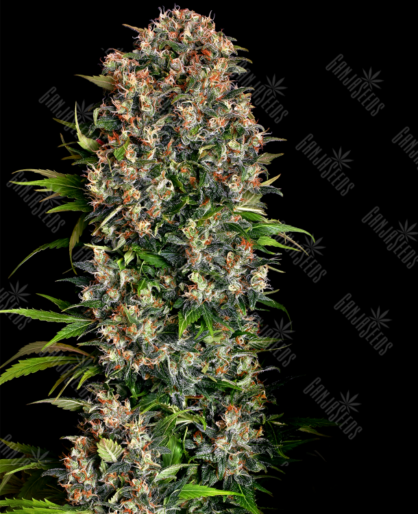 элитные семена конопли в рф Big Dutch Bud feminised элитные семена конопли в рф Big Dutch Bud feminised