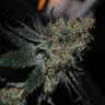 Amnesia Grapefruit feminised Breeders Community Seeds Amnesia Grapefruit feminised Breeders Community Seeds