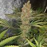семена конопли аутдор Critical Kush regular Ganja Seeds семена конопли аутдор Critical Kush regular Ganja Seeds