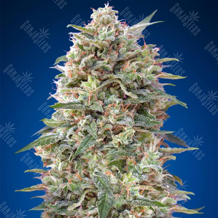 семена конопли для выращивания California Kush feminised 00 Seeds семена конопли для выращивания California Kush feminised 00 Seeds