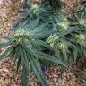семена конопли с доставкой Utopia Haze feminised Barneys Farm