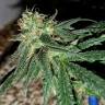 семена конопли дешево Utopia Haze feminised Barneys Farm