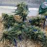 мощные семена конопли Utopia Haze feminised Barneys Farm
