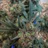 семена конопли в фирменной упаковке Utopia Haze feminised Barneys Farm