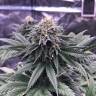 семена конопли в оригинальных упаковках Chocolate Mint OG feminised Humboldt Seeds