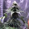 семена конопли недорого Chocolate Mint OG feminised Humboldt Seeds