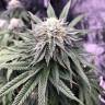 купить семена конопли Chocolate Mint OG feminised Humboldt Seeds