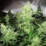 заказ семян конопли Y Griega feminised Medical Seeds