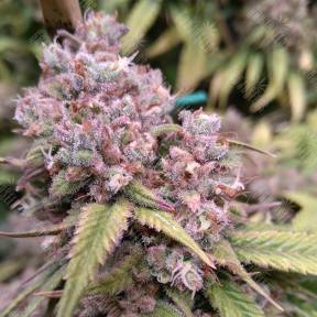 Cream 47 feminised Sweet Seeds