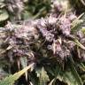 семена сортовой конопли Cream 47 feminised Sweet Seeds
