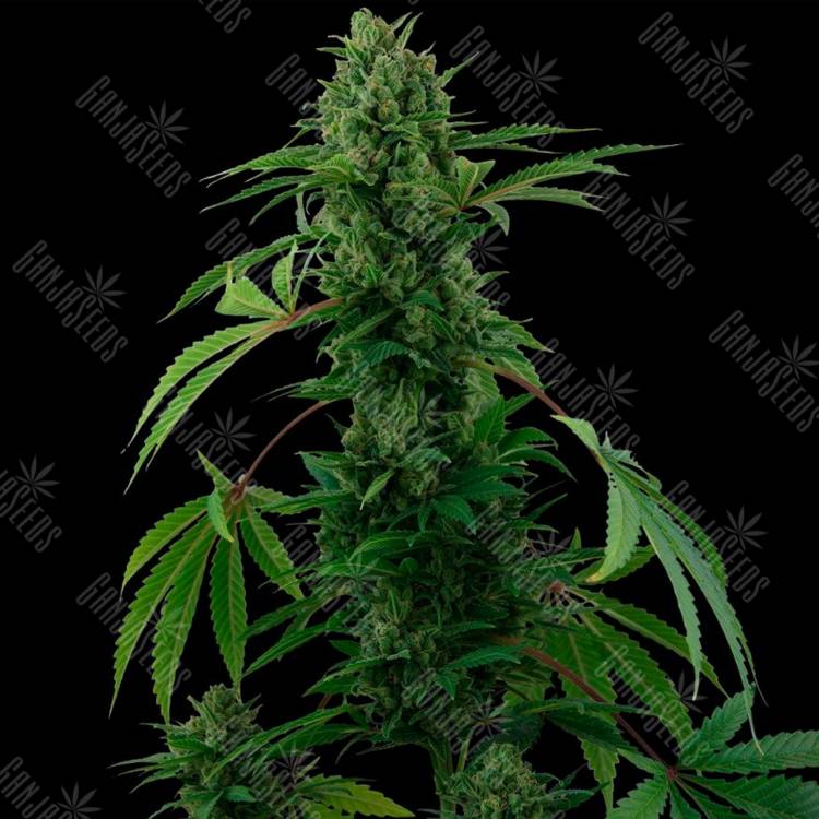 Семена конопли Auto Pineapple Express feminised Ganja Seeds Семена конопли Auto Pineapple Express feminised Ganja Seeds