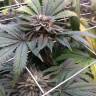 Недорогие семена конопли Master Kush feminised Ganja Seeds Недорогие семена конопли Master Kush feminised Ganja Seeds