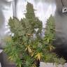 хорошие семена конопли Auto Blueberry regular хорошие семена конопли Auto Blueberry regular