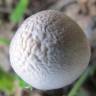 отпечатки псилоцибиновых грибов Panaeolus Tropicalis отпечатки псилоцибиновых грибов Panaeolus Tropicalis