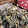 заказать отпечатки псилоцибиновых грибов с доставкой в Спб Panaeolus Tropicalis заказать отпечатки псилоцибиновых грибов с доставкой в Спб Panaeolus Tropicalis