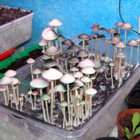 Panaeolus Tropicalis Gribo4ek