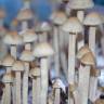 Заказать онлайн отпечатки псилоцибиновых грибов в России Panaeolus Tropicalis Заказать онлайн отпечатки псилоцибиновых грибов в России Panaeolus Tropicalis