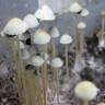 заказать отпечатки псилоцибиновых грибов Panaeolus Tropicalis заказать отпечатки псилоцибиновых грибов Panaeolus Tropicalis