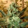 семена конопли дешево Cyclops regular Ganja Seeds семена конопли дешево Cyclops regular Ganja Seeds