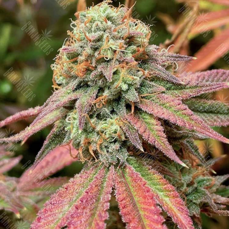 Auto Northern Blue regular Ganja Seeds Auto Northern Blue regular Ganja Seeds
